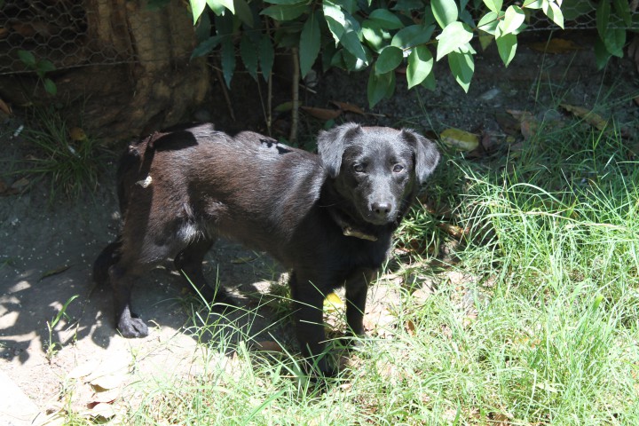 потеряшка- маленькая черная собачка