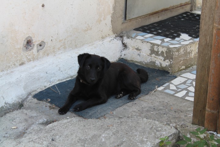 потеряшка- маленькая черная собачка