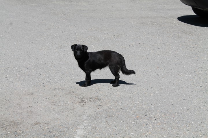 потеряшка- маленькая черная собачка