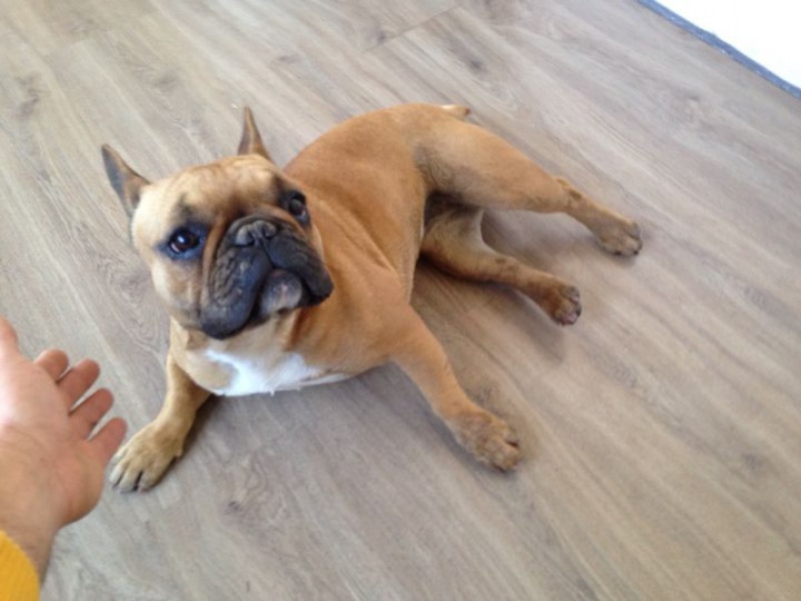 НАЙДЕНА СОБАКА !!!