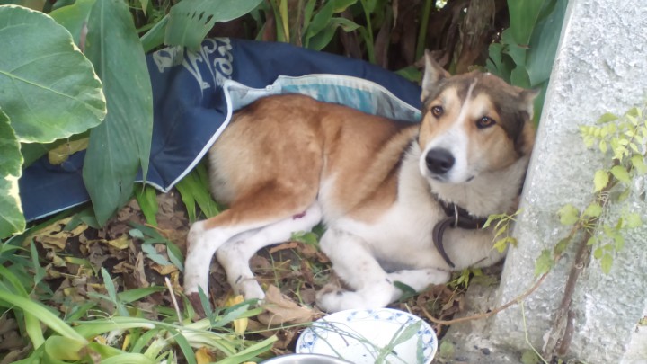 Собаке нужна помощь