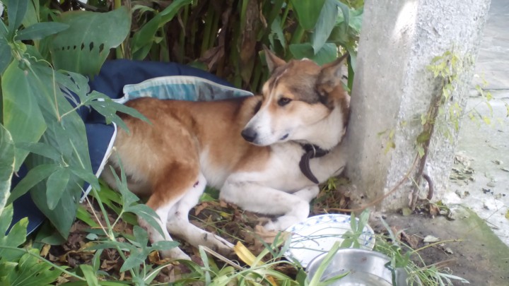 Собаке нужна помощь