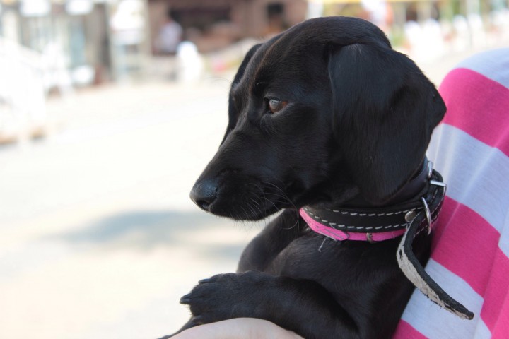 Пропала собака