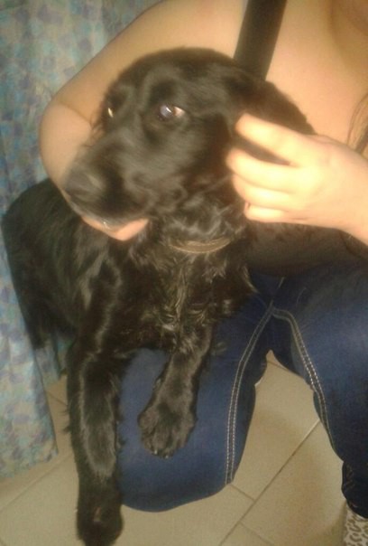 Найдена собака