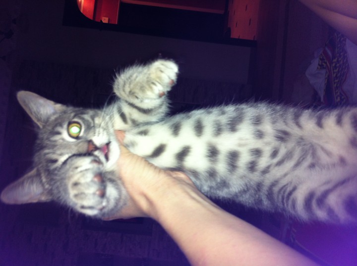 Пропал котенок 4.5 мес. Бамбуковая-Рахманинова