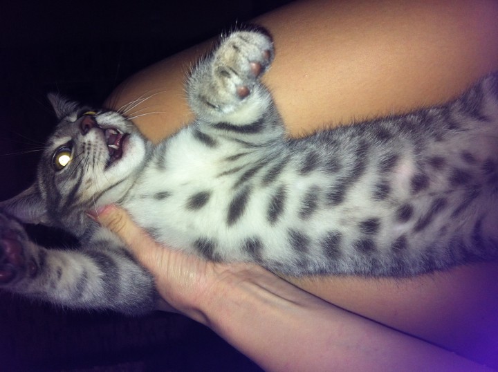 Пропал котенок 4.5 мес. Бамбуковая-Рахманинова