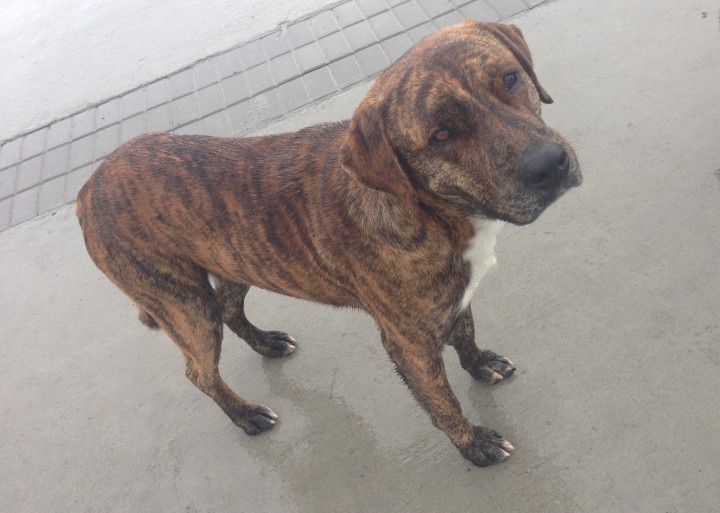 Нужно пристроить пса в добрые руки.