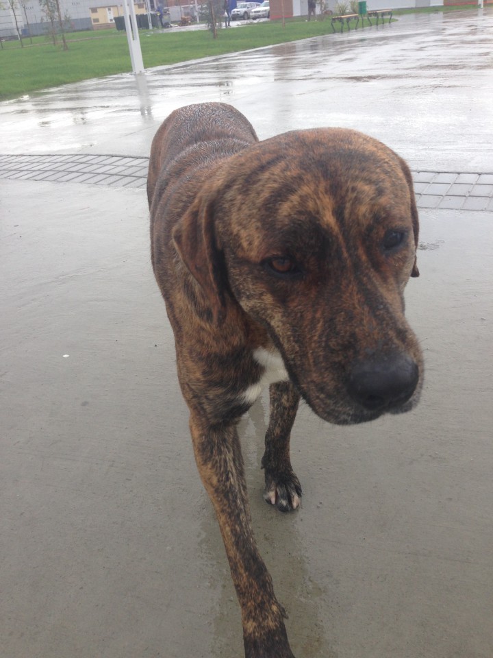 Нужно пристроить пса в добрые руки.