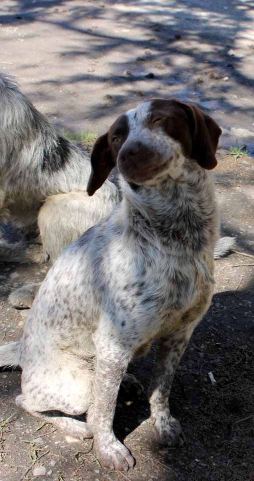 Молодой курцхаарчик даром