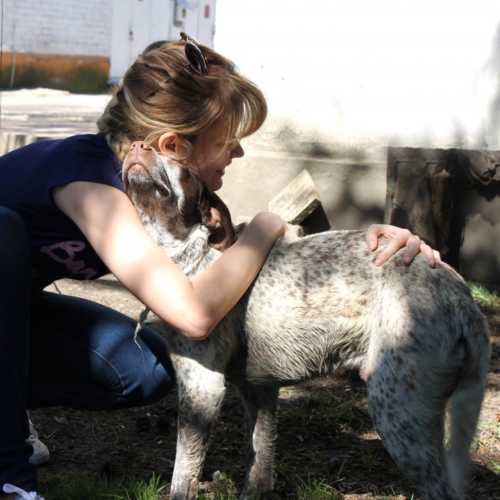 Молодой курцхаарчик даром