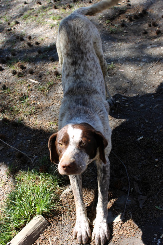 Молодой курцхаарчик даром