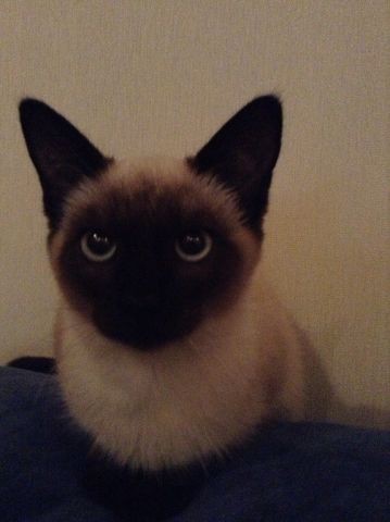 Куплю сиамскую кошечку