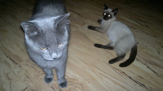 Куплю сиамскую кошечку