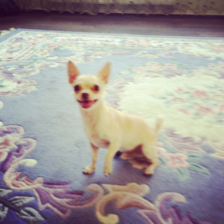 Ищем Подружку для Вязки)