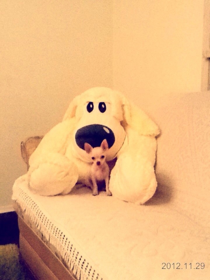 Ищем Подружку для Вязки)