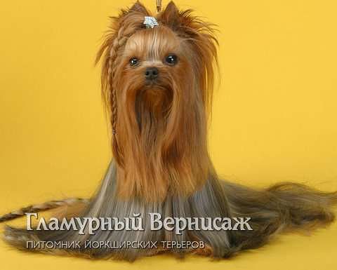 Йоркширский терьер приглашает невест