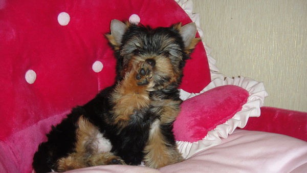 Йоркширский терьер приглашает невест