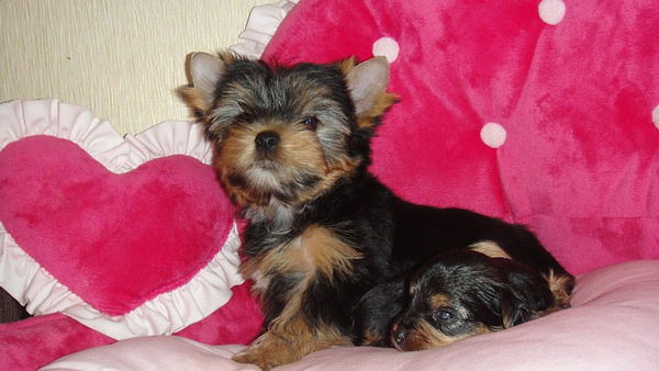 Йоркширский терьер приглашает невест