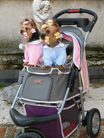 Гостиница для собак