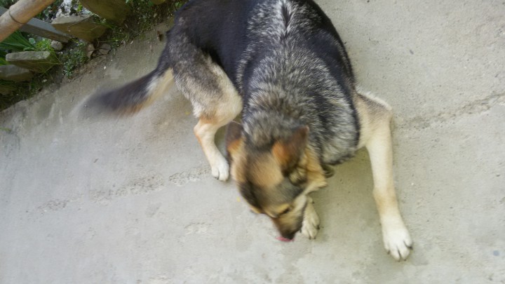 Помесь овчарки стерилизованная даром