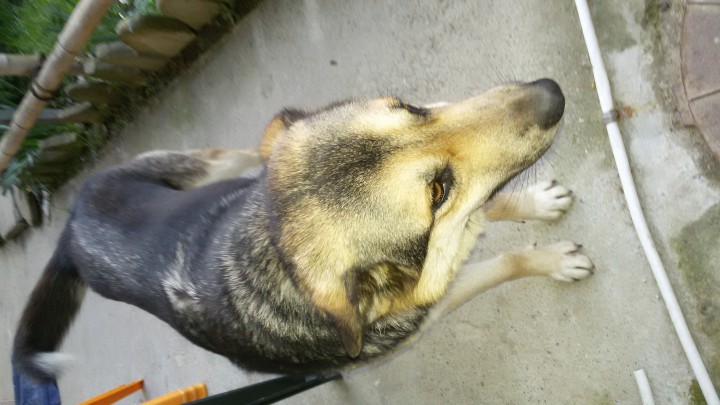 Помесь овчарки стерилизованная даром