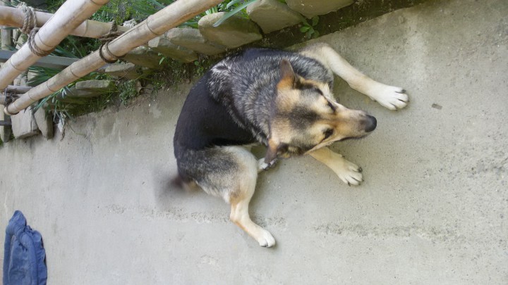 Помесь овчарки стерилизованная даром