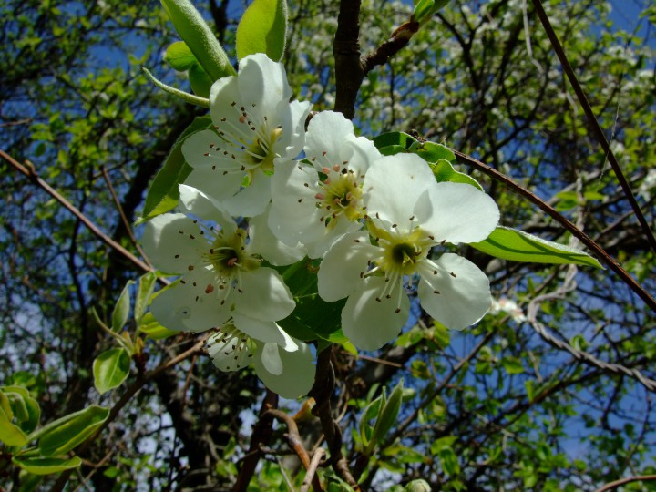 Сдам квартиру на Олимпиаду в Адлере