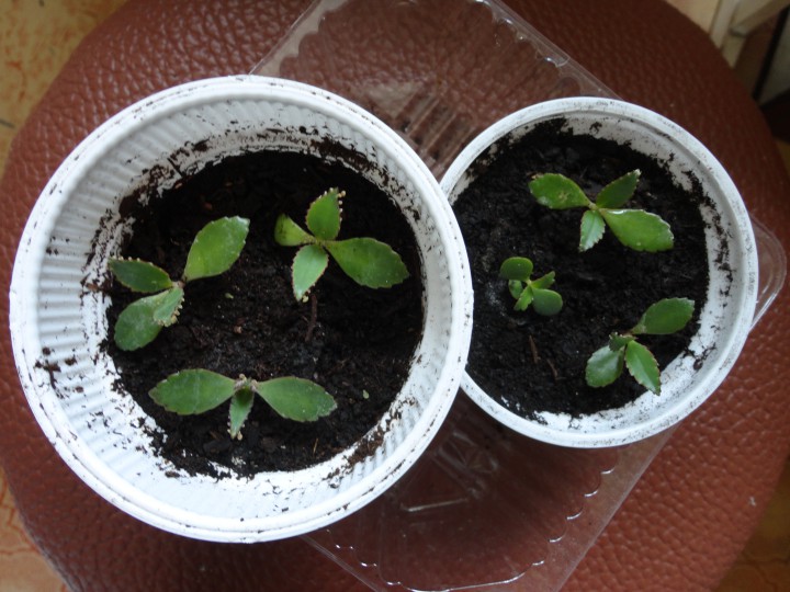 Продам растения