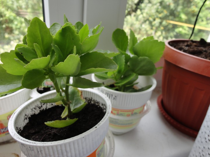 Продам растения