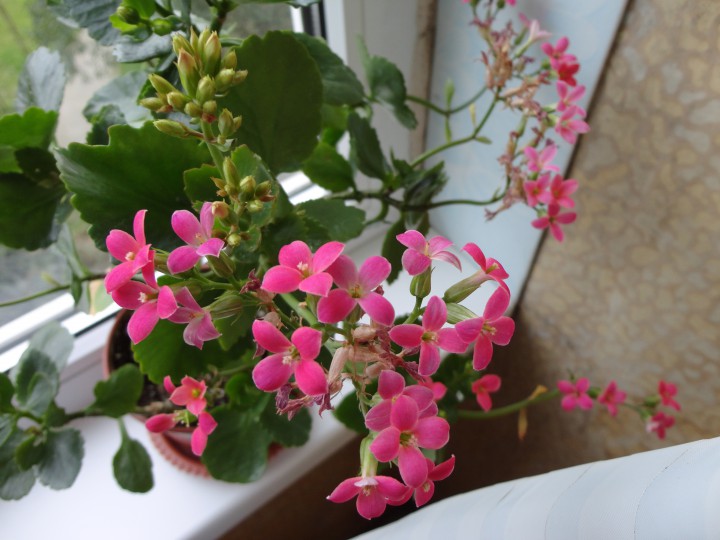 Продам растения