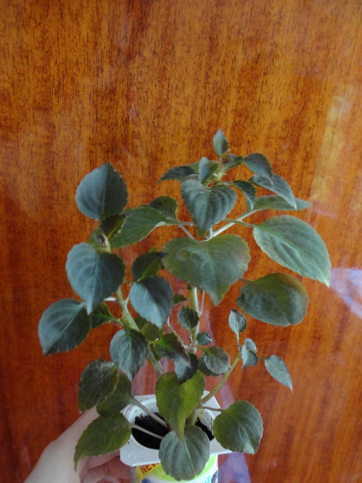 Продам растения