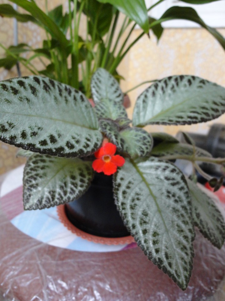 Продам растения