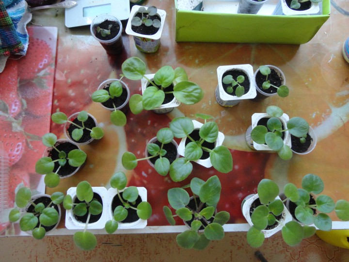 Продам свои излишки растений