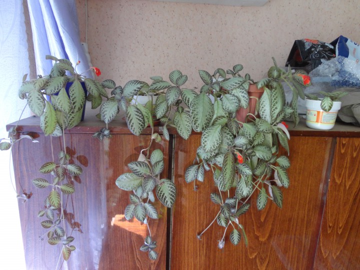 Продам свои излишки растений