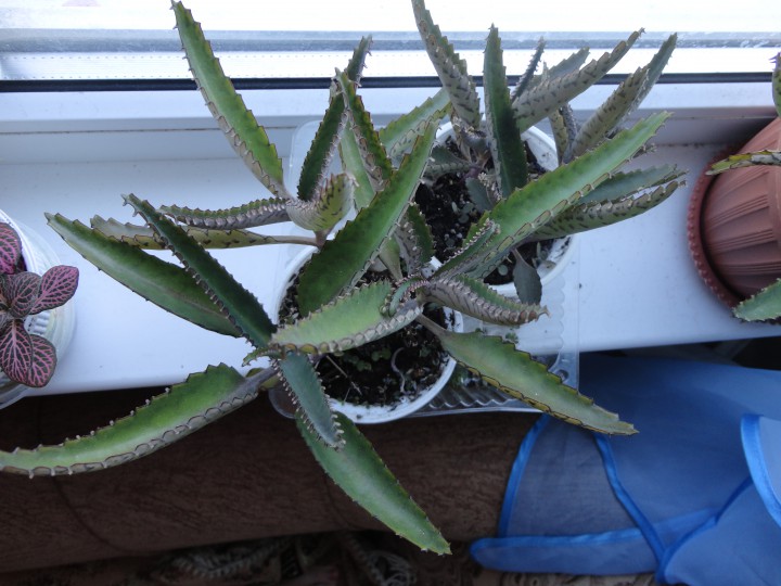 Продам свои излишки растений