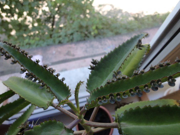 Продам свои излишки растений