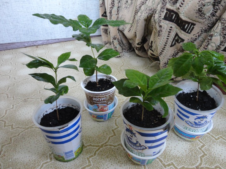 Продам свои излишки растений