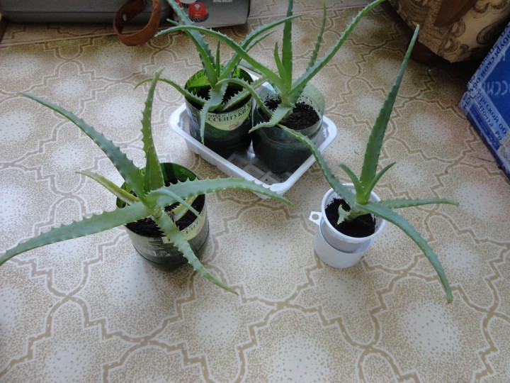 Продам свои излишки растений