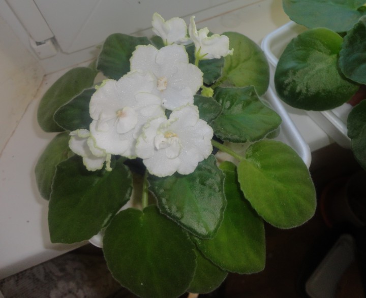 Детки фиалок по 30 руб