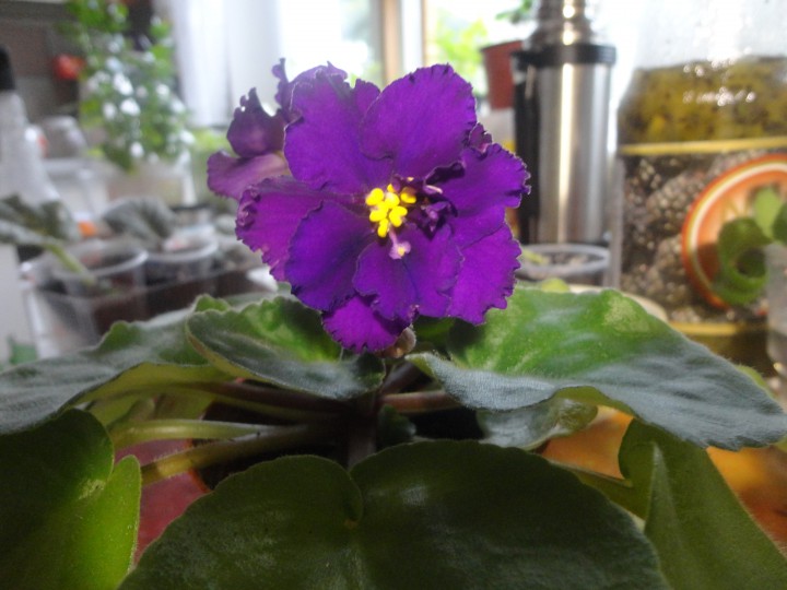 Детки фиалок по 30 руб