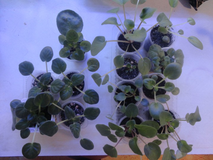 Детки фиалок по 30 руб