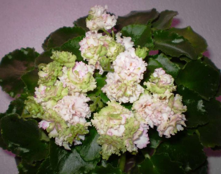 Продам деток фиалок по 50 руб