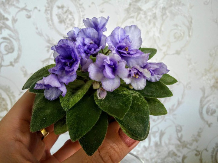 Продам деток фиалок по 50 руб