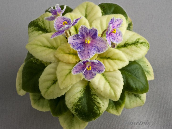 Продам деток фиалок по 50 руб