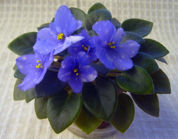 Продам деток фиалок по 50 руб