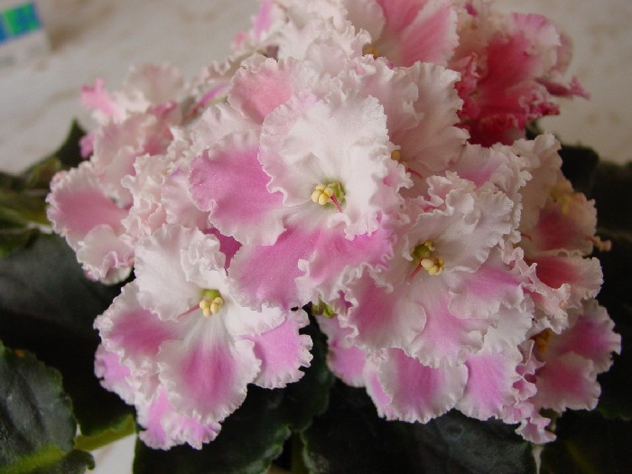 Продам деток фиалок по 50 руб