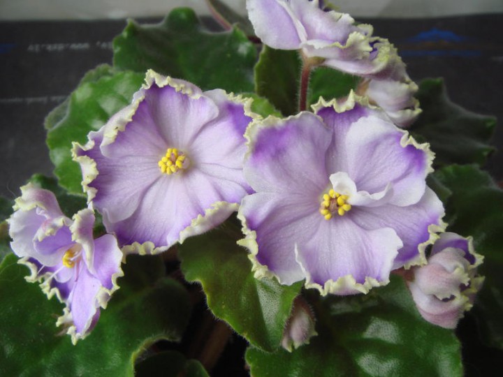 Продам деток фиалок по 50 руб
