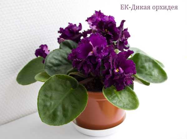 Продам деток фиалок по 50 руб