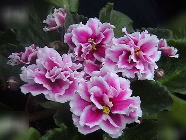 Продам деток фиалок по 50 руб