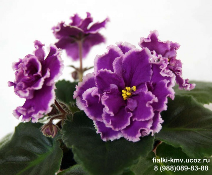 Продам деток фиалок по 50 руб